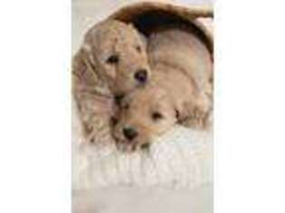 Goldendoodle Puppy for sale in Coventry, CT, USA