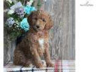 Goldendoodle Puppy for sale in Harrisburg, PA, USA