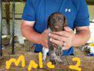 German Shorthaired Pointer Puppy for sale in Viola, IL, USA