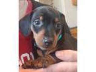 Dachshund Puppy for sale in Crosby, TX, USA
