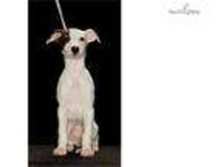 Whippet Puppy for sale in Orlando, FL, USA