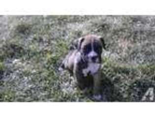 Boxer Puppy for sale in DAVENPORT, IA, USA