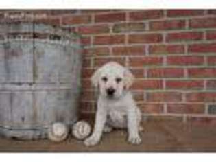 Labrador Retriever Puppy for sale in Narvon, PA, USA