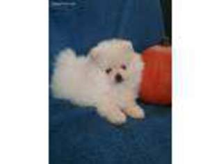 Pomeranian Puppy for sale in Mansfield, PA, USA