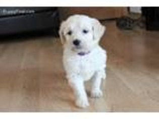Goldendoodle Puppy for sale in Columbia, SD, USA