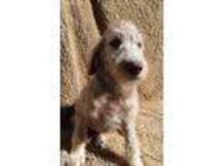 Irish Wolfhound Puppy for sale in Rifle, CO, USA