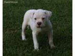 American Bulldog Puppy for sale in Magee, MS, USA
