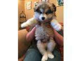 Alaskan Malamute Puppy for sale in Hennessey, OK, USA