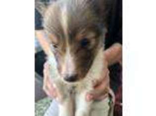 Shetland Sheepdog Puppy for sale in Nine Mile Falls, WA, USA