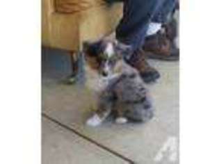 Australian Shepherd Puppy for sale in APPLE VALLEY, CA, USA