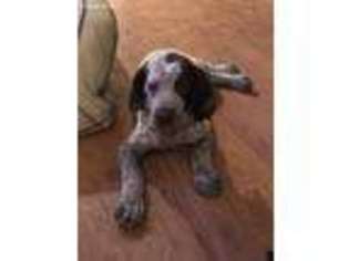 German Shorthaired Pointer Puppy for sale in Lubbock, TX, USA