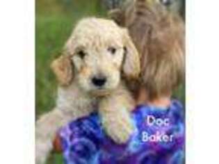 Goldendoodle Puppy for sale in Lancaster, MN, USA