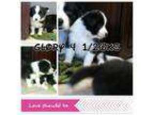 Border Collie Puppy for sale in TALLAHASSEE, FL, USA