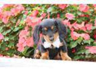 Dachshund Puppy for sale in Milford, IN, USA