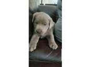 Labrador Retriever Puppy for sale in Russell, IA, USA
