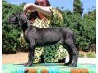 Great Dane Puppy for sale in Bullhead City, AZ, USA