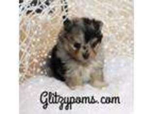 Pomeranian Puppy for sale in Pollock Pines, CA, USA