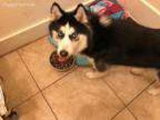 Siberian Husky Puppy for sale in Bronx, NY, USA