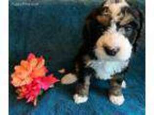 Mutt Puppy for sale in Waterford, WI, USA