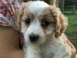 Cavachon Puppy for sale in Newmanstown, PA, USA