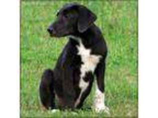 Great Dane Puppy for sale in Richland, MO, USA