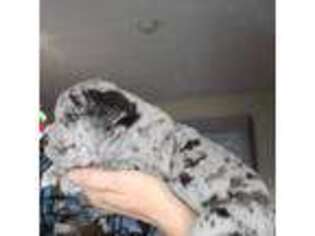 Olde English Bulldogge Puppy for sale in Kenbridge, VA, USA