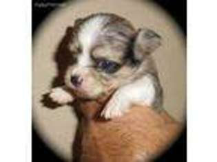 Chihuahua Puppy for sale in Colorado Springs, CO, USA