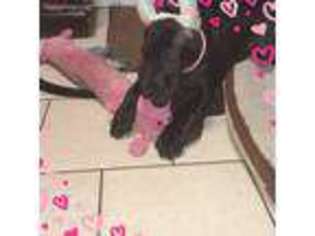 Great Dane Puppy for sale in Lancaster, NY, USA