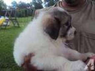 Great Pyrenees Puppy for sale in NEW PARIS, OH, USA