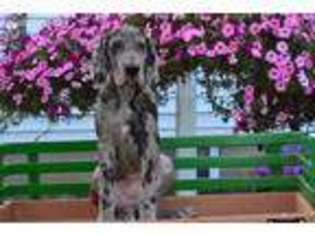 Great Dane Puppy for sale in Kalamazoo, MI, USA