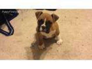 Valley Bulldog Puppy for sale in Matthews, NC, USA