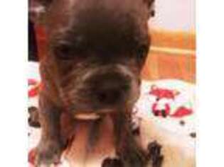 French Bulldog Puppy for sale in Three Rivers, MI, USA