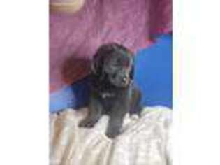 Newfoundland Puppy for sale in Coshocton, OH, USA