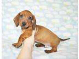 Dachshund Puppy for sale in Roseville, CA, USA