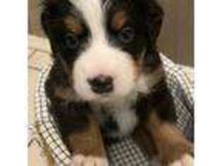 Bernese Mountain Dog Puppy for sale in Rogers, AR, USA