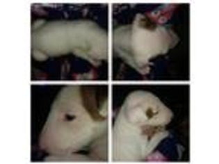 Bull Terrier Puppy for sale in Reno, NV, USA