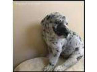 Great Dane Puppy for sale in Shenandoah Junction, WV, USA