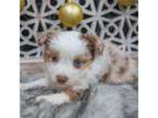 Miniature Australian Shepherd Puppy for sale in Calhan, CO, USA