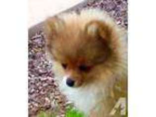 Pomeranian Puppy for sale in SAN DIEGO, CA, USA