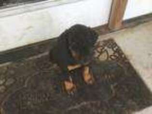Doberman Pinscher Puppy for sale in Drumright, OK, USA