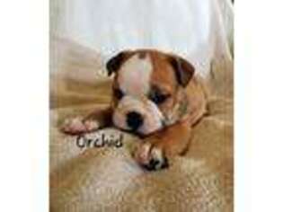 Bulldog Puppy for sale in Colby, WI, USA