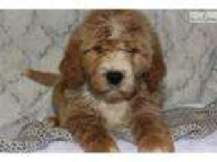 Goldendoodle Puppy for sale in Lexington, KY, USA