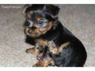 Yorkshire Terrier Puppy for sale in Union City, TN, USA