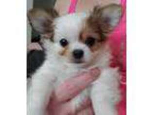 Chihuahua Puppy for sale in Mira Loma, CA, USA