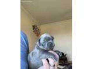 French Bulldog Puppy for sale in Sophia, NC, USA