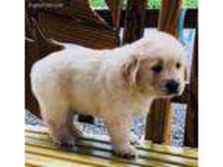 Golden Retriever Puppy for sale in Campbell Hill, IL, USA