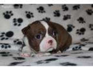 Boston Terrier Puppy for sale in Van Wert, OH, USA