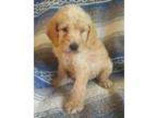 Labradoodle Puppy for sale in Stockton, MO, USA