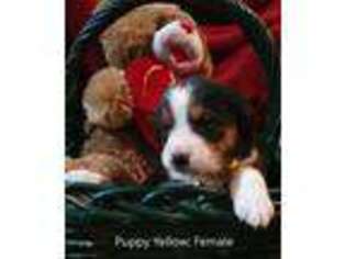 Beagle Puppy for sale in Kaysville, UT, USA