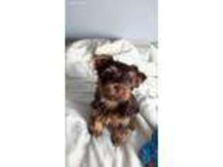 Yorkshire Terrier Puppy for sale in Attica, OH, USA